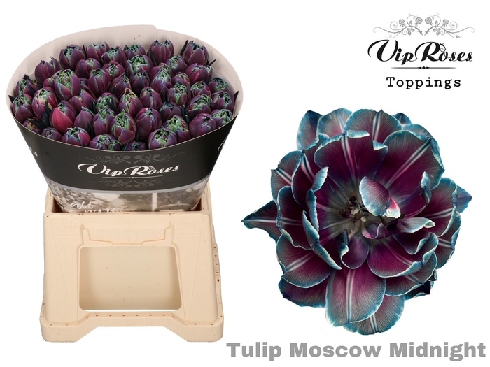 Tulipa do paint moscow midnight