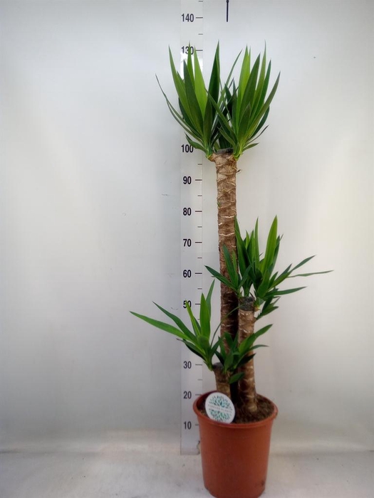 <h4>Yucca   ...</h4>