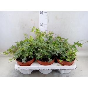 Hedera helix 'Mona Lisa'