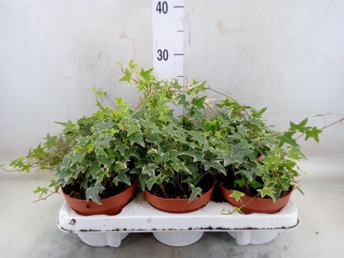 <h4>Hedera helix 'Mona Lisa'</h4>