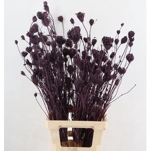DF Finocchio Bs Metalic Bordeaux