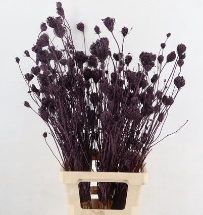 <h4>DF Finocchio Bs Metalic Bordeaux</h4>