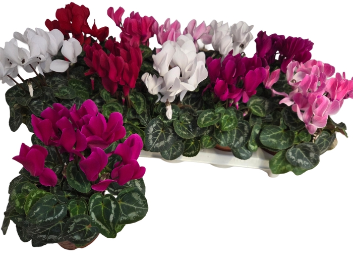 <h4>CYCL MD SUP ALLURE</h4>