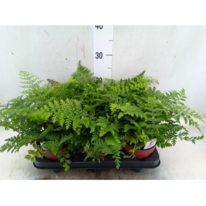 Asplenium parvati