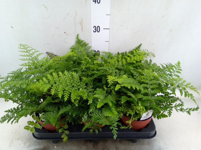 <h4>Asplenium parvati</h4>