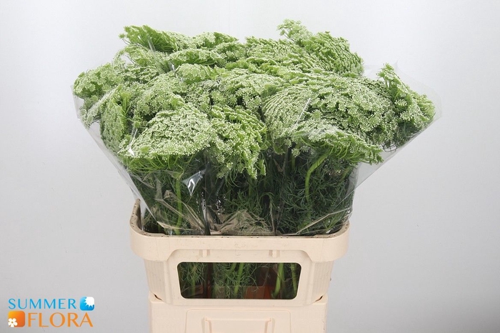 <h4>AMMI VISNAGA</h4>