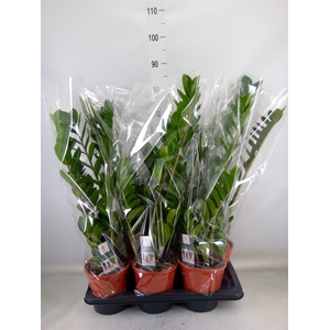 Zamioculcas zamiifolia