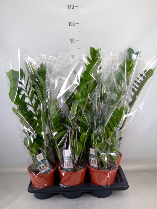 <h4>Zamioculcas zamiifolia</h4>