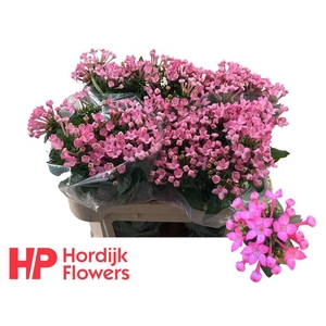 Bouvardia si royal sweet lady