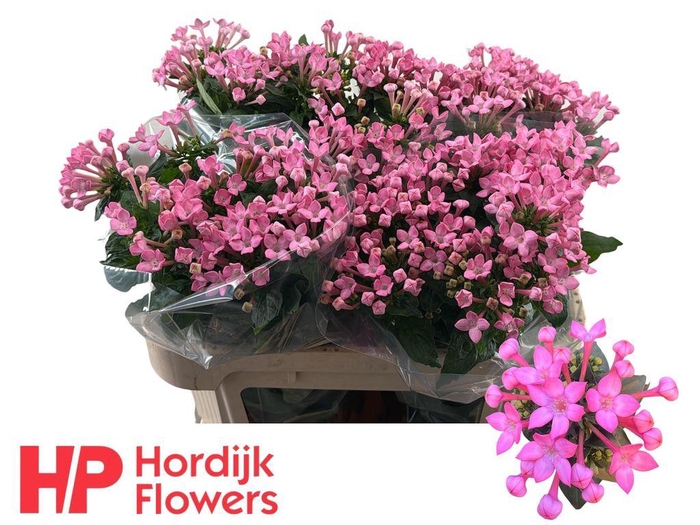 <h4>Bouvardia si royal sweet lady</h4>