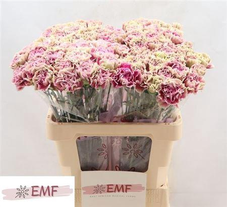 <h4>Di St Antigua</h4>