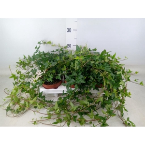 Hedera helix 'Shamrock'