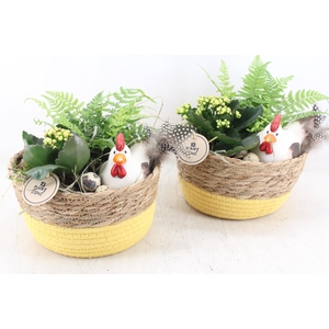 arr2 PL - Mand naturel geel kip