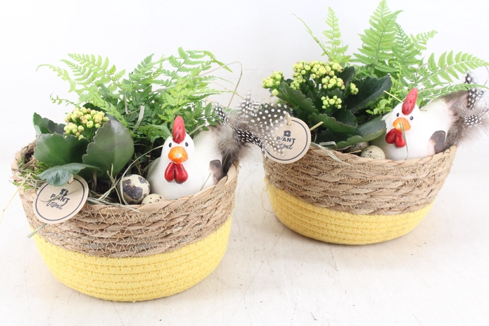 <h4>arr2 PL - Mand naturel geel kip</h4>