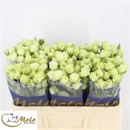 <h4>R Tr Green Glow</h4>