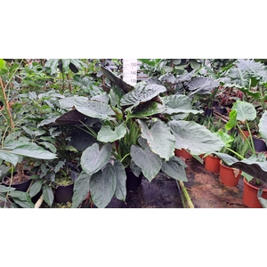 Alocasia Wentii bush XXL