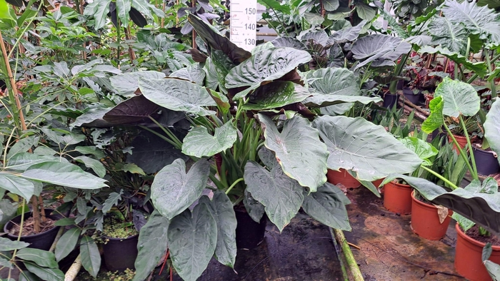 <h4>Alocasia Wentii bush XXL</h4>