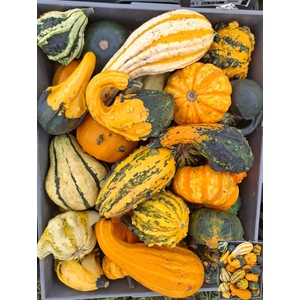 CUCURBITA (KALEBAS)
