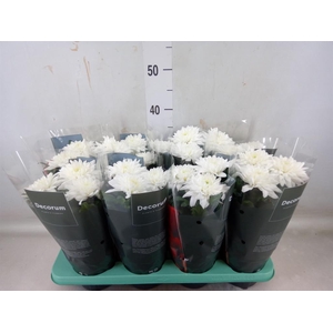 Chrysanthemum  'Supernova White'