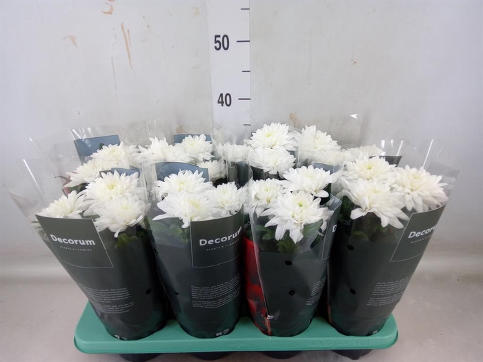 <h4>Chrysanthemum 'Supernova White'</h4>