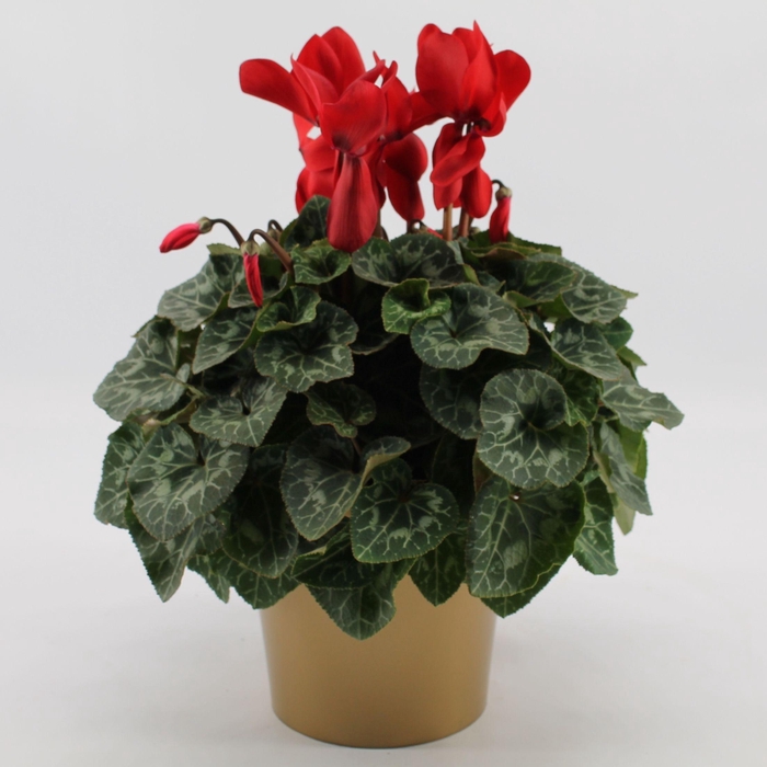 <h4>Cyclaam Rood Gouden ompot</h4>