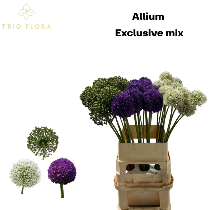 <h4>ALLIUM EXCLUSIVE MIX 991</h4>
