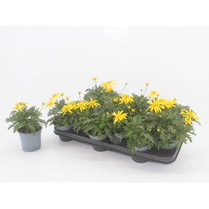 Euryops Sonnenschein