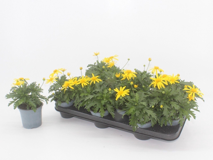 <h4>Euryops Sonnenschein</h4>