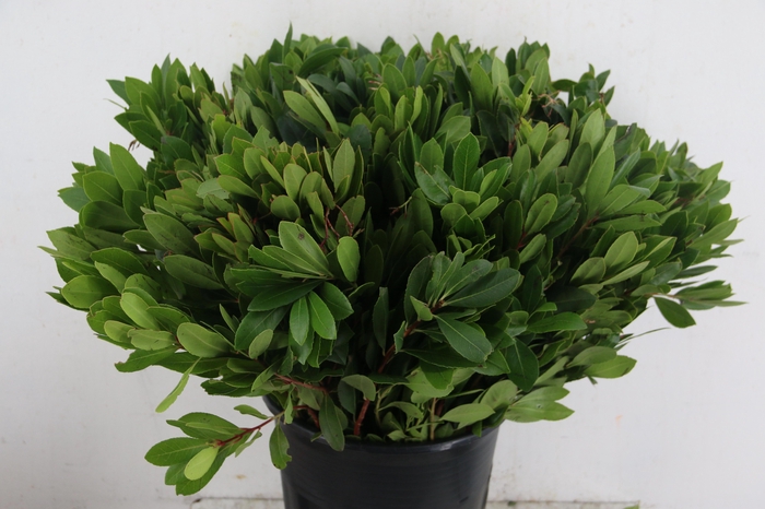 <h4>ARBUTUS UNEDO</h4>