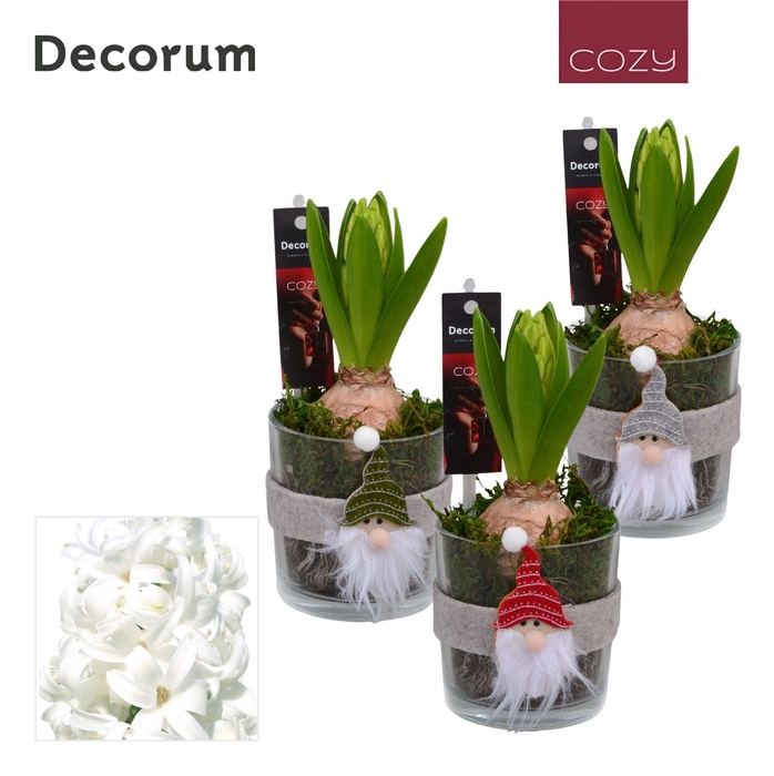 Hyacint Kerstglas met Gnoom HL13146WP [COZY]