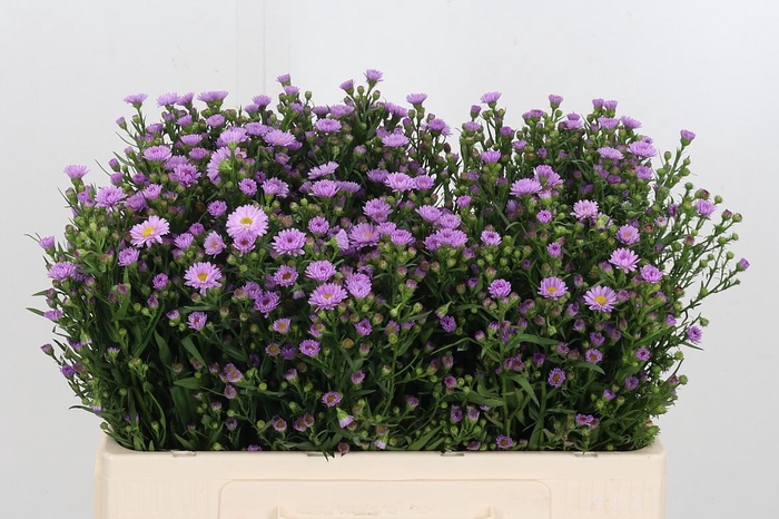 <h4>Aster Painted Lady</h4>