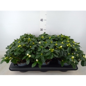 Rhododendron sim. 'Witte Vogel'