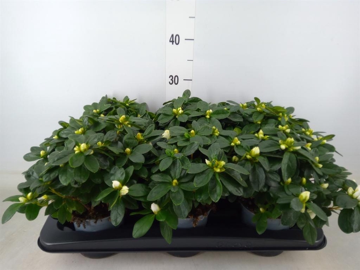 <h4>Rhododendron sim. 'Witte Vogel'</h4>