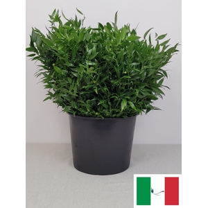 RUSCUS PER TAK