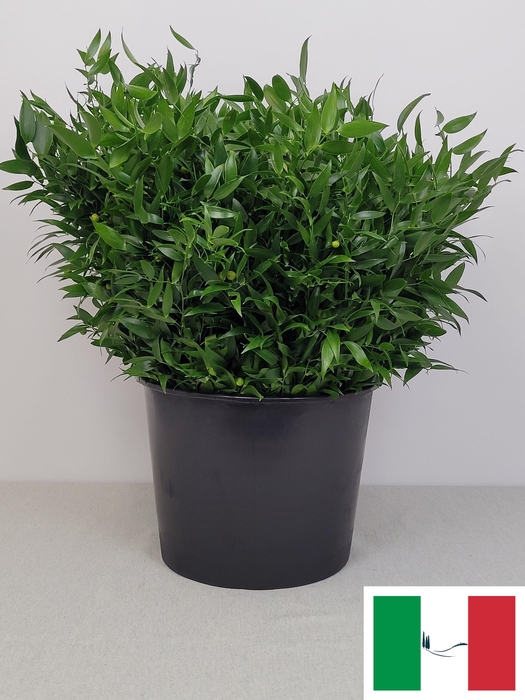 <h4>RUSCUS PER TAK</h4>
