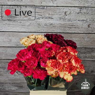 <h4>Dianthus ST   ...mix in fust</h4>