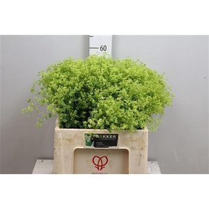 Alchemilla mollis 'Robustica'