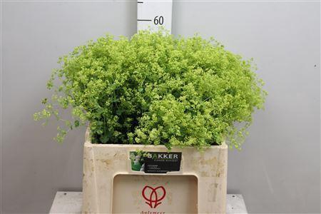 <h4>Alchemilla mollis 'Robustica'</h4>