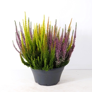 CALLU BL HI FIVE GEM