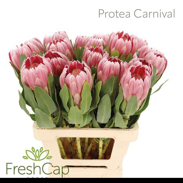 <h4>PROTEA CARNIVAL</h4>