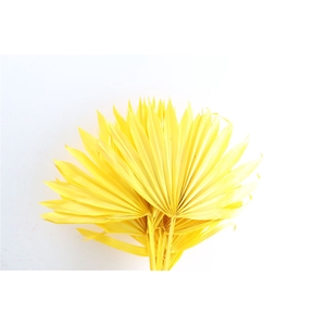 Dried Palm Sun 6pc Yellow Bunch
