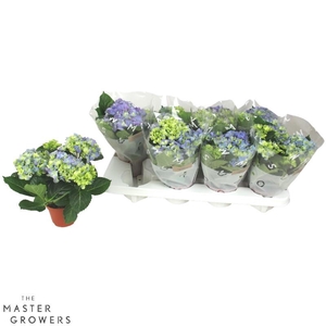 Hydrangea Macrophylla blauw Early Blue 3+