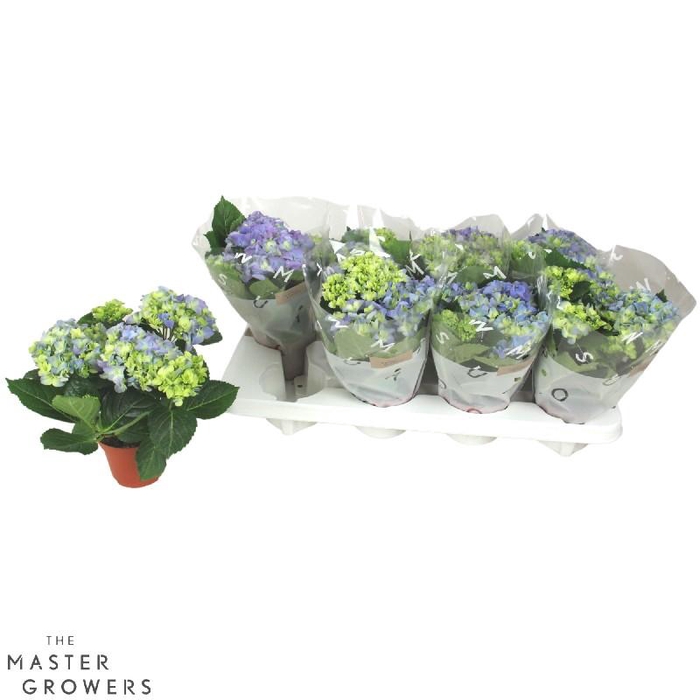 Hydrangea Macrophylla blauw Early Blue 3+