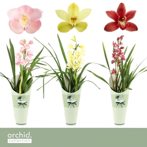Cymbidium, Mix 1-spike 'Orchid Collection' Potcover