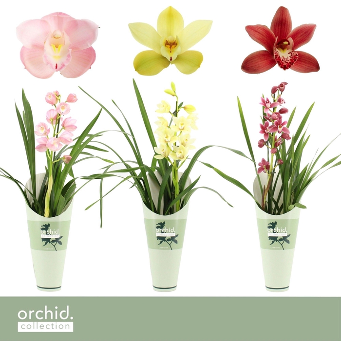 <h4>Cymbidium, Mix 1-spike 'Orchid Collection' Potcover</h4>