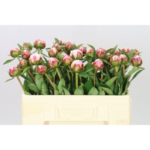 Paeonia Sarah Bernhardt