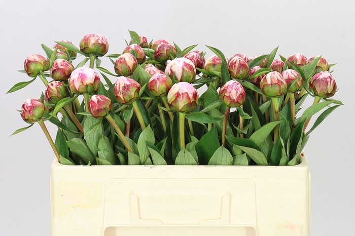 <h4>Paeonia Sarah Bernhardt</h4>