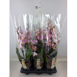 Phalaenopsis  'Corolla Beach'