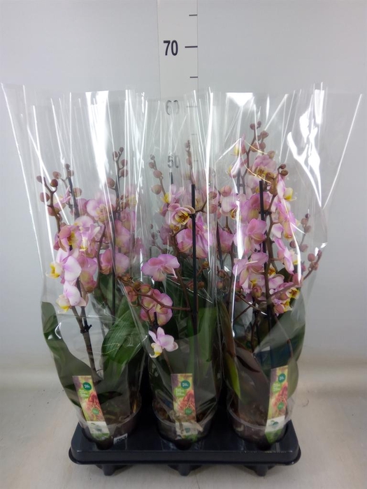 <h4>Phalaenopsis  'Corolla Beach'</h4>