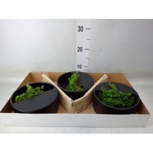 Arr.   Kamerplant Groen L%